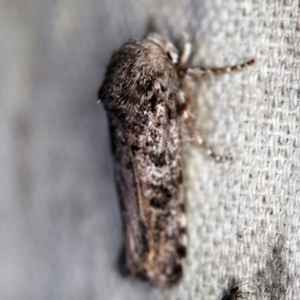 Cryptophasa irrorata at O'Connor, ACT - 10 Feb 2021 10:31 PM