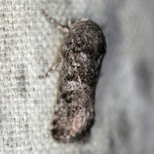 Cryptophasa irrorata at O'Connor, ACT - 10 Feb 2021 10:31 PM