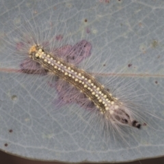 Uraba lugens (Gumleaf Skeletonizer) at Fyshwick, ACT - 9 Feb 2021 by AlisonMilton