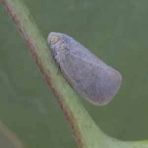 Anzora unicolor at Fyshwick, ACT - 10 Feb 2021