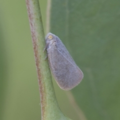 Anzora unicolor at Fyshwick, ACT - 10 Feb 2021