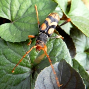 Aridaeus thoracicus at Crooked Corner, NSW - 13 Feb 2021