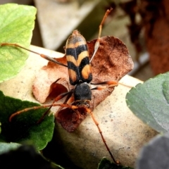 Aridaeus thoracicus at Crooked Corner, NSW - 13 Feb 2021