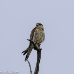 Falco cenchroides (Nankeen Kestrel) at Kambah, ACT - 24 Jan 2021 by JonSteinbeck