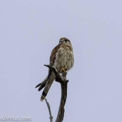 Falco cenchroides (Nankeen Kestrel) at Bullen Range - 23 Jan 2021 by BIrdsinCanberra