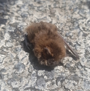 Vespertilionidae (family) at Paddys River, ACT - 14 Feb 2021