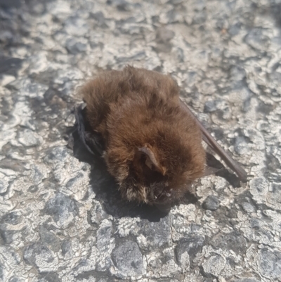 Vespertilionidae (family) (A microbat) at Tidbinbilla Nature Reserve - 14 Feb 2021 by dannymccreadie