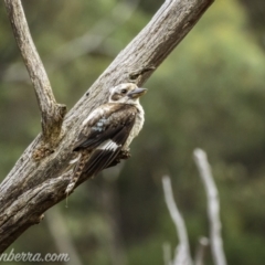 Dacelo novaeguineae (Laughing Kookaburra) at Kambah, ACT - 23 Jan 2021 by BIrdsinCanberra