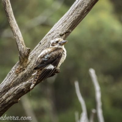 Dacelo novaeguineae (Laughing Kookaburra) at Bullen Range - 23 Jan 2021 by BIrdsinCanberra