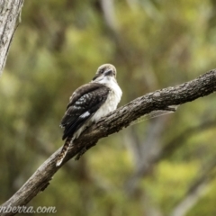 Dacelo novaeguineae at Kambah, ACT - 24 Jan 2021 07:27 AM