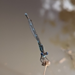 Austrolestes leda (Wandering Ringtail) at Currawang, NSW - 14 Feb 2021 by camcols