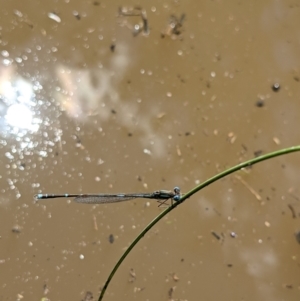 Austrolestes leda at Currawang, NSW - 14 Feb 2021