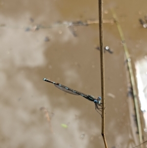 Austrolestes leda at Currawang, NSW - 14 Feb 2021