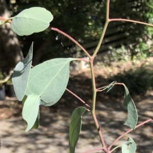 Mallada sp. (genus) at Hughes, ACT - 14 Feb 2021