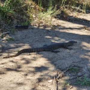 Varanus rosenbergi at Booth, ACT - suppressed