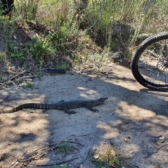 Varanus rosenbergi at Booth, ACT - suppressed