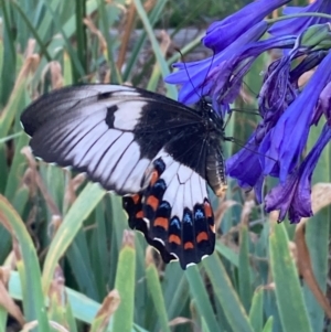 Papilio aegeus at Burra, NSW - 14 Feb 2021 06:38 PM