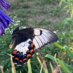 Papilio aegeus at Burra, NSW - 14 Feb 2021