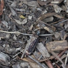 Clania (genus) (A case moth) at Cook, ACT - 14 Feb 2021 by Tammy