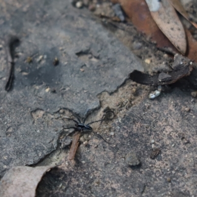 Zodariidae (family) at Cook, ACT - 14 Feb 2021 by Tammy