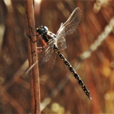 Austroaeschna multipunctata (Multi-spotted Darner) at Paddys River, ACT - 14 Feb 2021 by JohnBundock