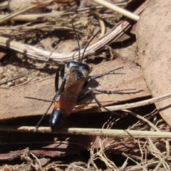 Podalonia tydei at Bonython, ACT - 14 Feb 2021