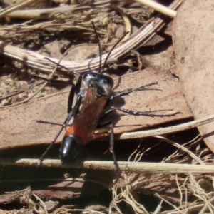 Podalonia tydei at Bonython, ACT - 14 Feb 2021