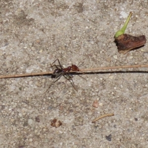 Iridomyrmex purpureus at Bonython, ACT - 14 Feb 2021