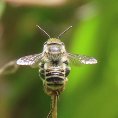 Megachile (Eutricharaea) macularis (Leafcutter bee, Megachilid bee) at Bonython, ACT - 14 Feb 2021 by RodDeb