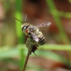 Megachile (Eutricharaea) macularis at Bonython, ACT - 14 Feb 2021 02:24 PM