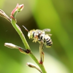 Megachile (Eutricharaea) macularis at Bonython, ACT - 14 Feb 2021 02:24 PM