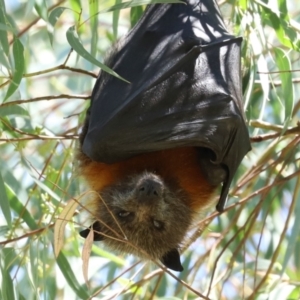 Pteropus poliocephalus at Bonython, ACT - 14 Feb 2021