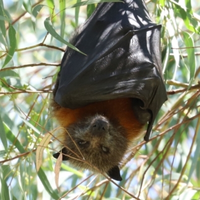 Pteropus poliocephalus (Grey-headed Flying-fox) at Bonython, ACT - 14 Feb 2021 by RodDeb