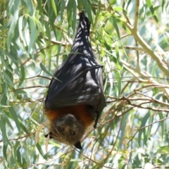 Pteropus poliocephalus at Bonython, ACT - 14 Feb 2021