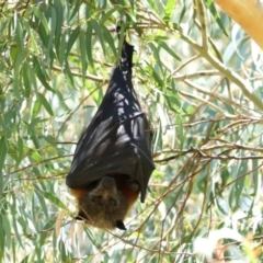 Pteropus poliocephalus at Bonython, ACT - 14 Feb 2021