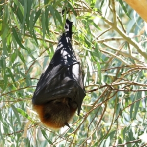 Pteropus poliocephalus at Bonython, ACT - 14 Feb 2021