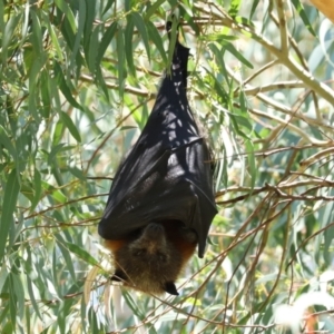 Pteropus poliocephalus at Bonython, ACT - 14 Feb 2021