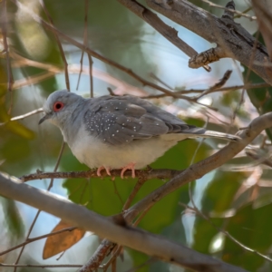 Geopelia cuneata at Kaleen, ACT - 14 Feb 2021