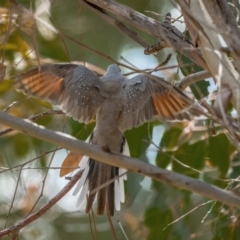 Geopelia cuneata at Kaleen, ACT - 14 Feb 2021 11:05 AM