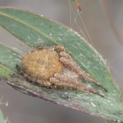 Araneinae (subfamily) (Orb weaver) at Fyshwick, ACT - 10 Feb 2021 by AlisonMilton
