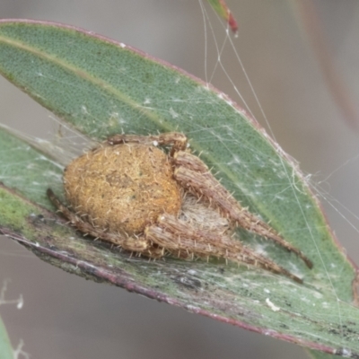 Araneinae (subfamily) (Orb weaver) at Fyshwick, ACT - 10 Feb 2021 by AlisonMilton