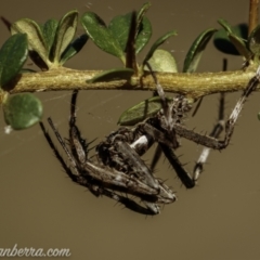 Araneinae (subfamily) (Orb weaver) at Bullen Range - 23 Jan 2021 by BIrdsinCanberra