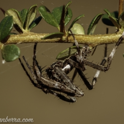 Araneinae (subfamily) (Orb weaver) at Bullen Range - 23 Jan 2021 by BIrdsinCanberra