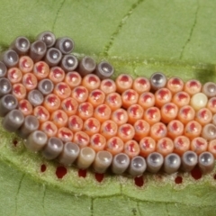 Pentatomoidea (superfamily) at Melba, ACT - 14 Feb 2021