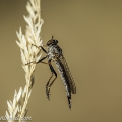 Cerdistus varifemoratus (Robber fly) at Kambah, ACT - 23 Jan 2021 by BIrdsinCanberra