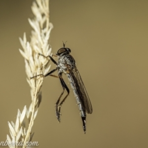 Cerdistus varifemoratus at Kambah, ACT - 24 Jan 2021 07:20 AM