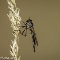 Cerdistus varifemoratus at Kambah, ACT - 24 Jan 2021 07:20 AM