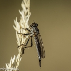 Cerdistus varifemoratus at Kambah, ACT - 24 Jan 2021 07:20 AM