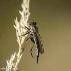 Cerdistus varifemoratus at Kambah, ACT - 24 Jan 2021 07:20 AM