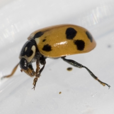 Hippodamia variegata (Spotted Amber Ladybird) at Higgins, ACT - 13 Feb 2021 by AlisonMilton